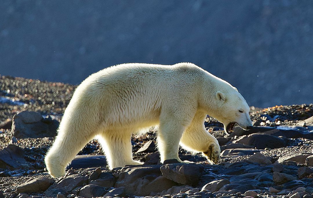 polar bear-archive-site.jpg